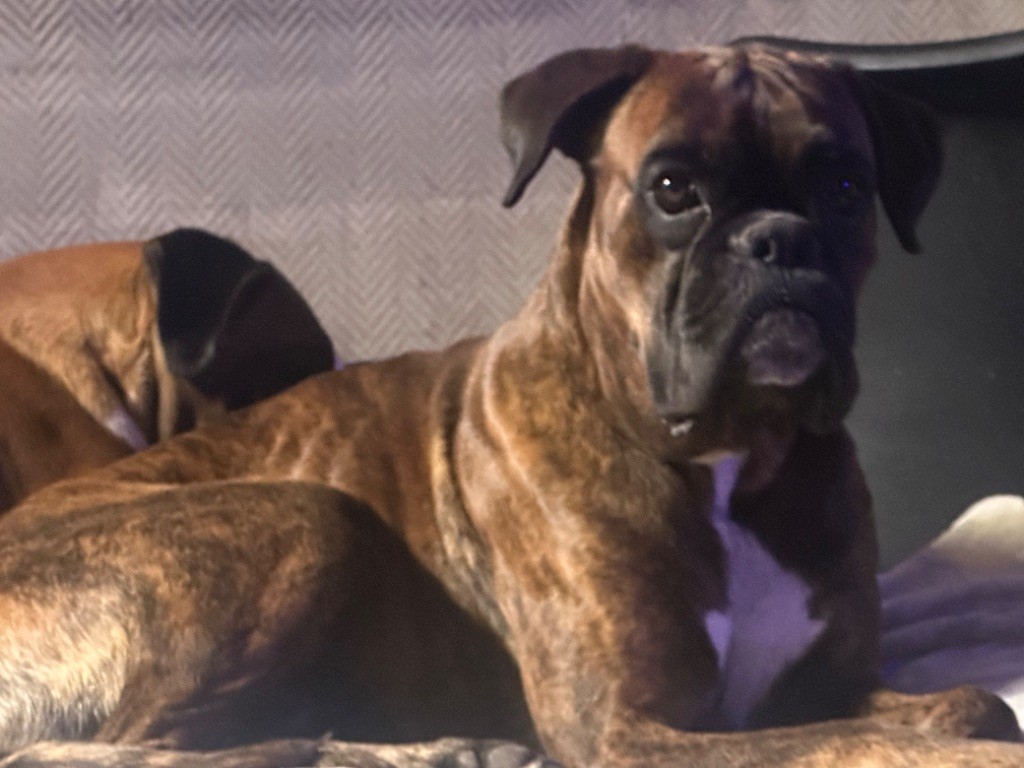 R'yder Du Souvenir De Rodanouck